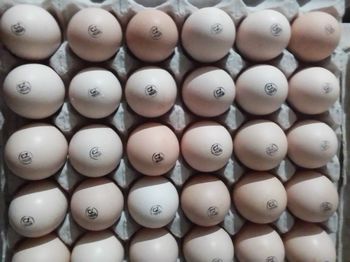 Инкубационное яйцо Кобб 500 Испания