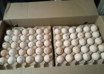 Инкубационное яйцо Рос 308 Португалия
