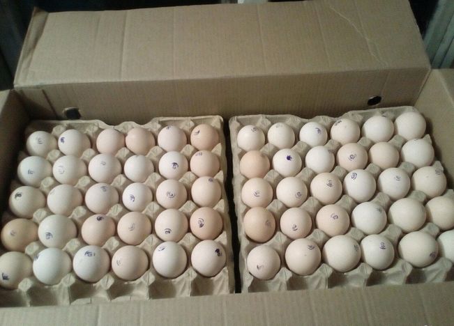 Инкубационное яйцо Рос 308 Португалия