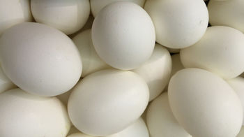 Инкубационное яйцо Декалбвайт(Леггорн)