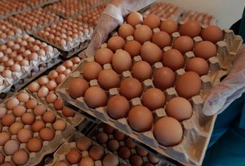Инкубационное яйцо Ломан Браун