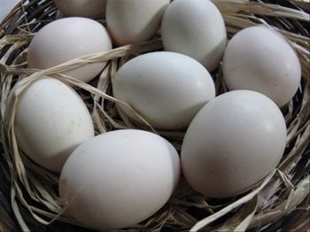 Яйцо инкубационное Мускусной утки