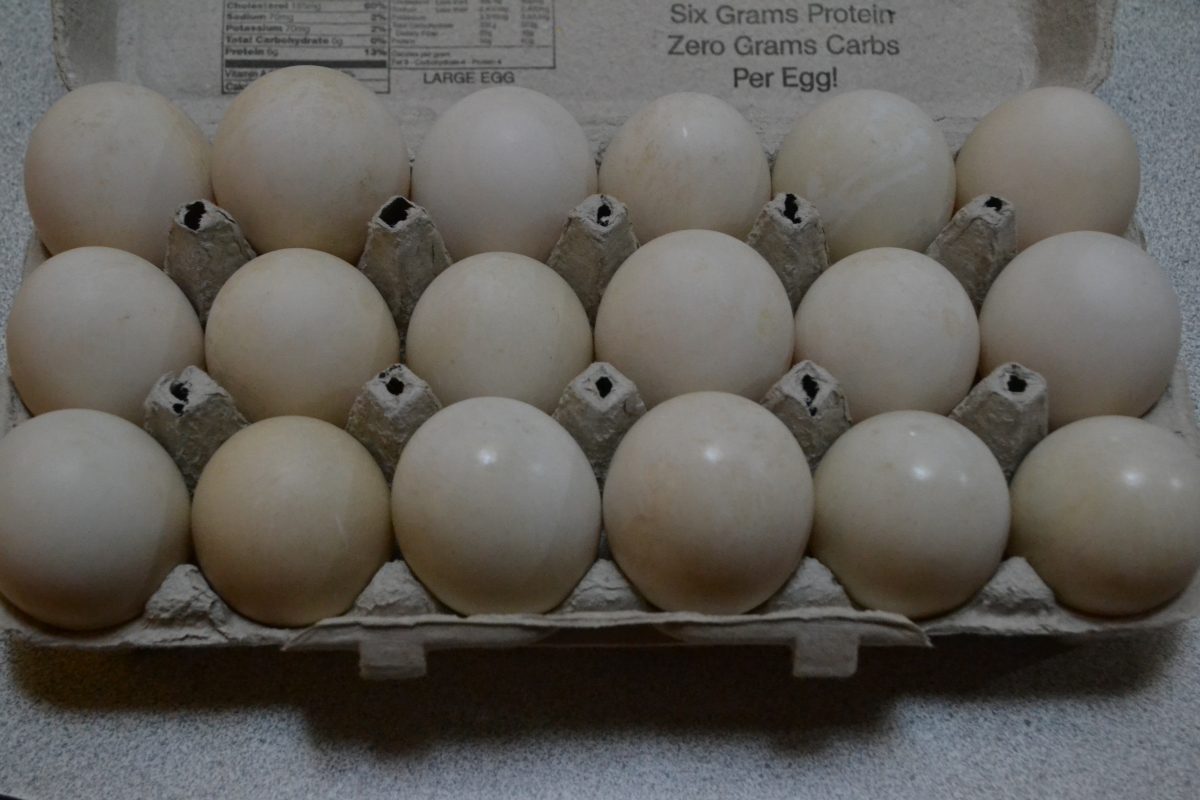 Купить яйцо смоленск. Яйцо утиное инкубационное. Инкубация утиных яиц Агидель. Инкубационное яйцо индоутки. Инкубационное яйцо мускусной утки.