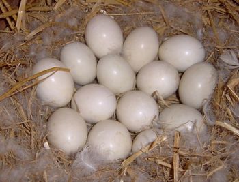 Яйцо инкубационное утиное Черри-Велли