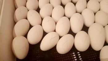 Яйцо гусиное инкубационное Губернаторский