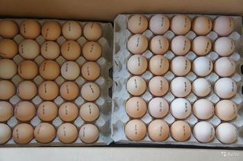 Инкубационное яйцо Редбро Франция
